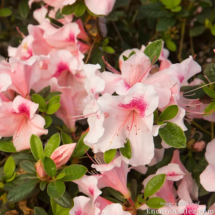 Azalea Autumn Chiffon 1gal Encore
