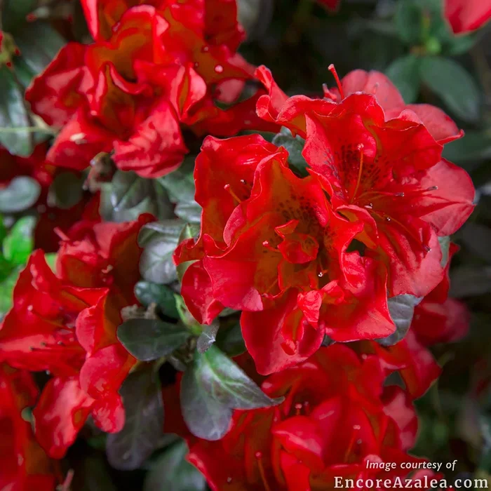 Azalea Autumn Fire 1gal Encore
