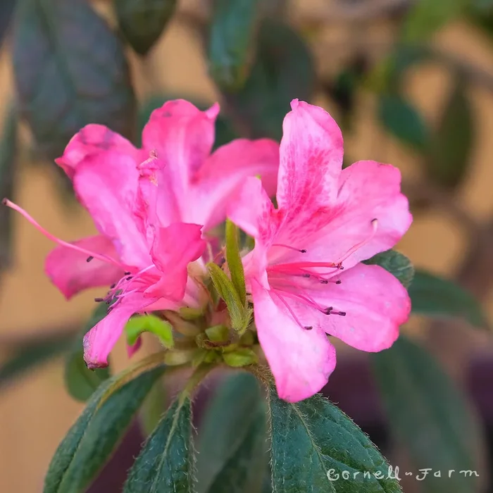Azalea Autumn Jewel 1gal Encore