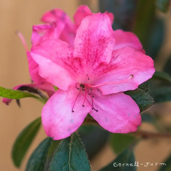 Azalea Autumn Jewel 3gal Encore DkPink