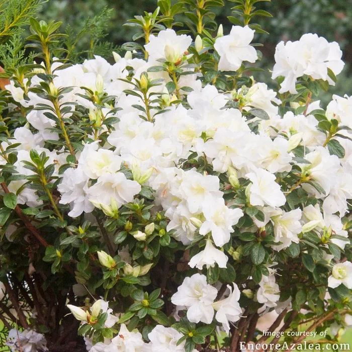 Azalea Autumn Moonlight 1gal Encore