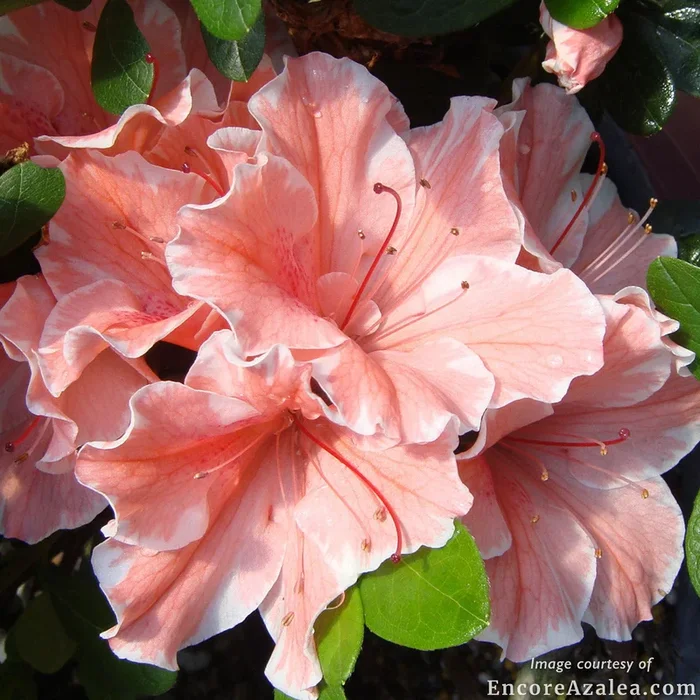 Azalea Autumn Sunburst 1gal Encore