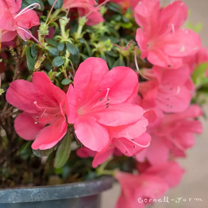 Azalea Cherry Drops 1gal