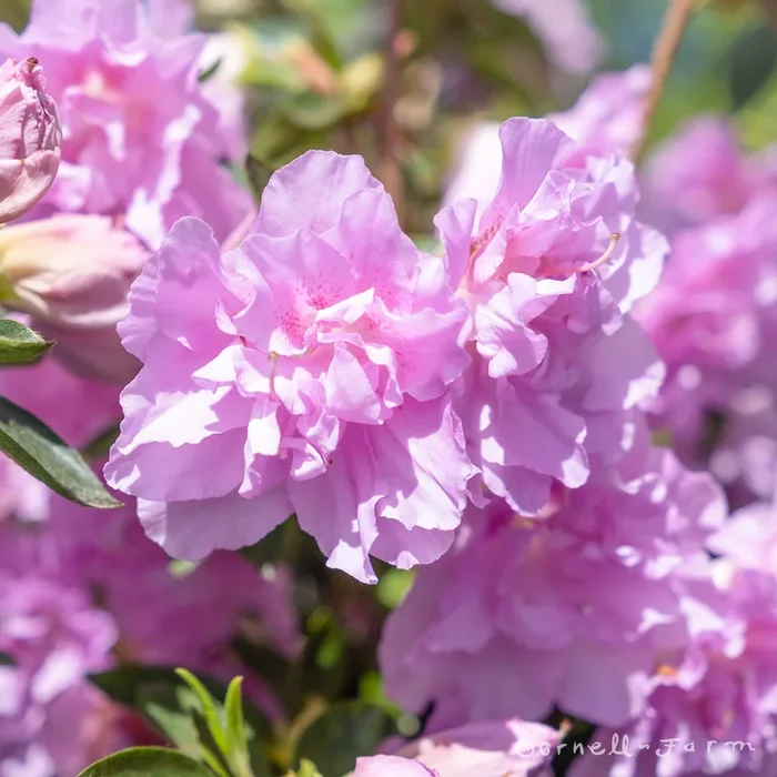Azalea Elsie Lee 3gal