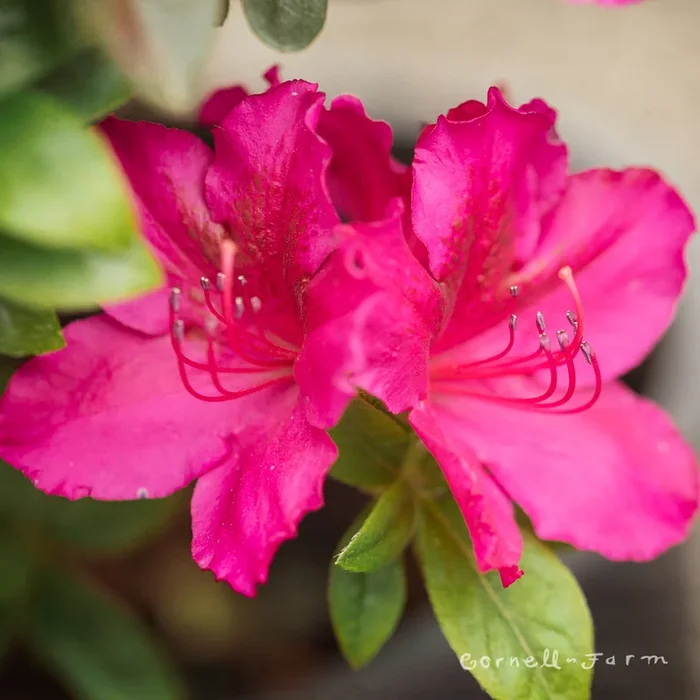 Azalea Girards Fuchsia 1gal