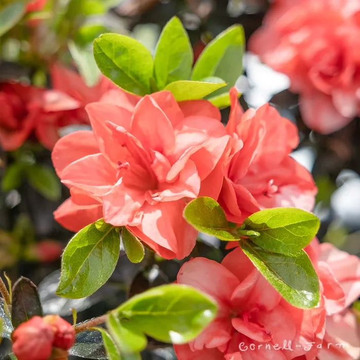 Azalea Greenwood Orange 5gal