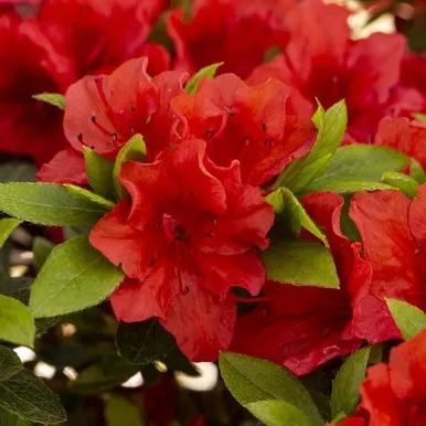 Azalea jap. ‘Brilliant’ 3L (evergreen)