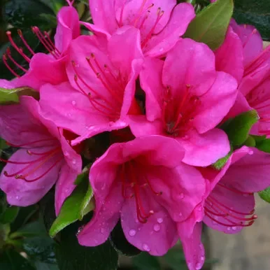 Azalea jap. ‘Corany’ 3L (evergreen)