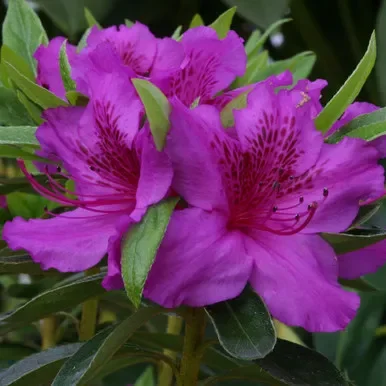 Azalea jap. ‘Herbert’ 3L (evergreen)