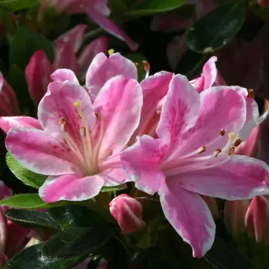 Azalea jap. ‘Kermesina Rose’ 3L (evergreen)