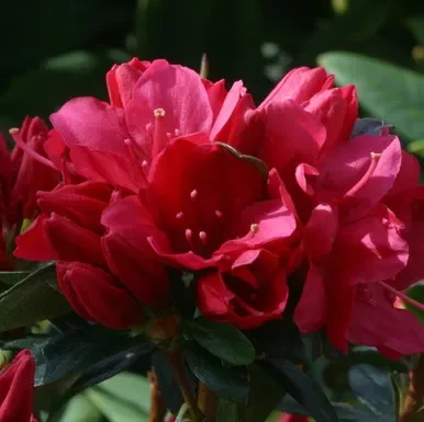 Azalea jap. ‘Madame Galle’ 3L (evergreen)