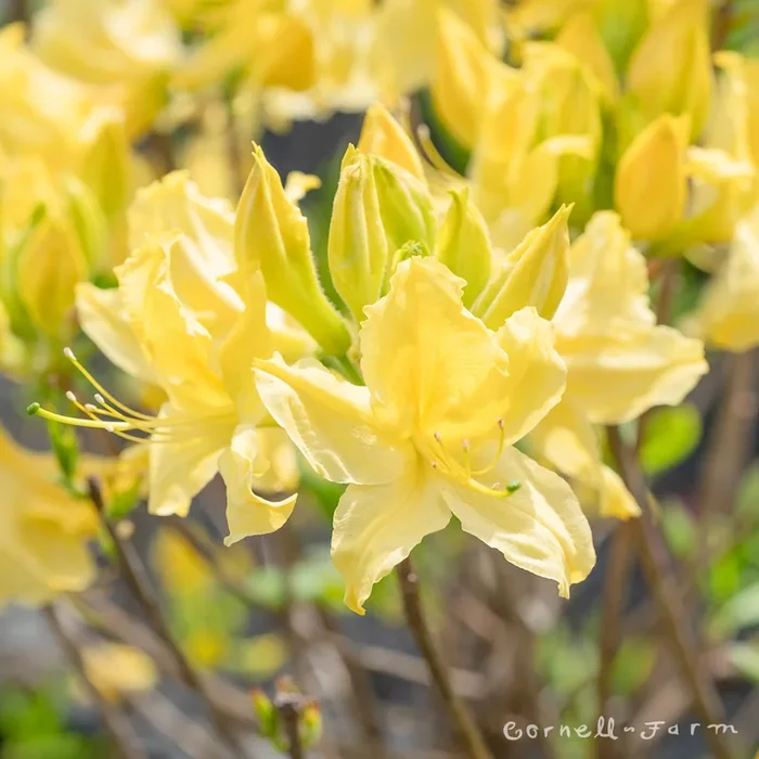 Azalea Lemon Lights 3 gal Deciduous Azalea