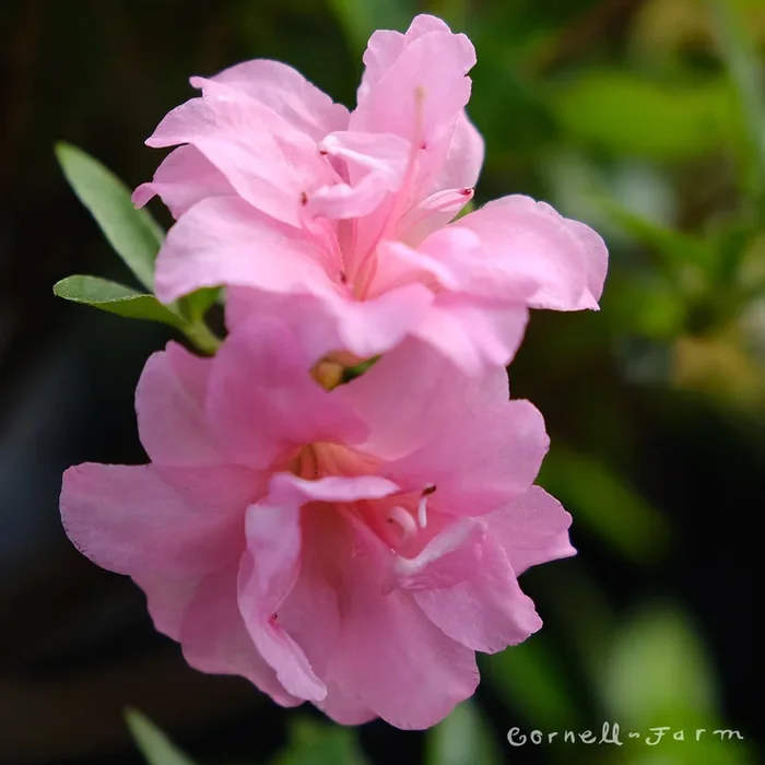 Azalea Rosebud 1gal pink