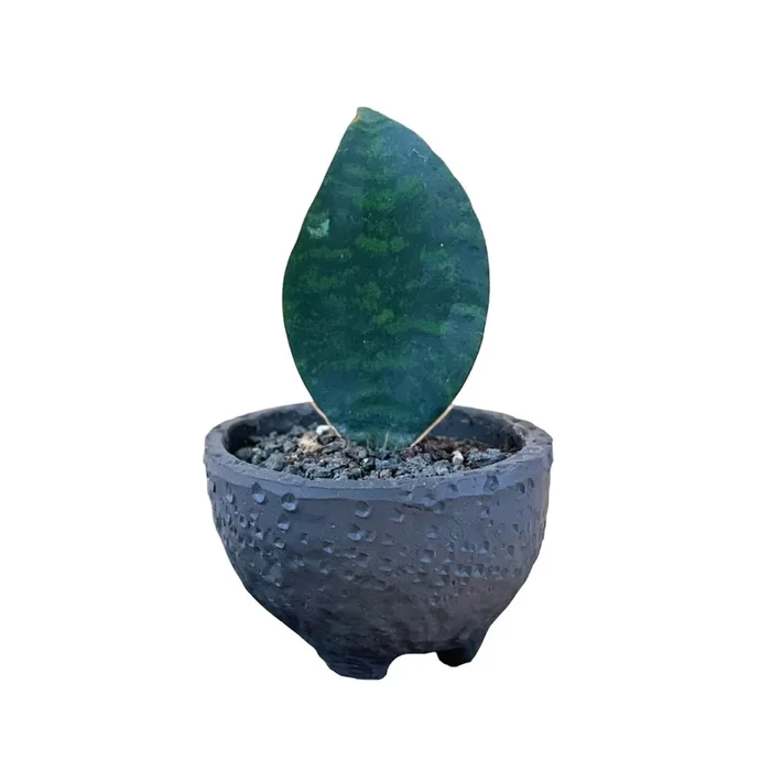 Baby Whale Fin Sansevieria in Wabi Sabi Coal Planter