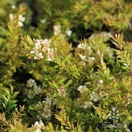 Baeckea virgata Compacta