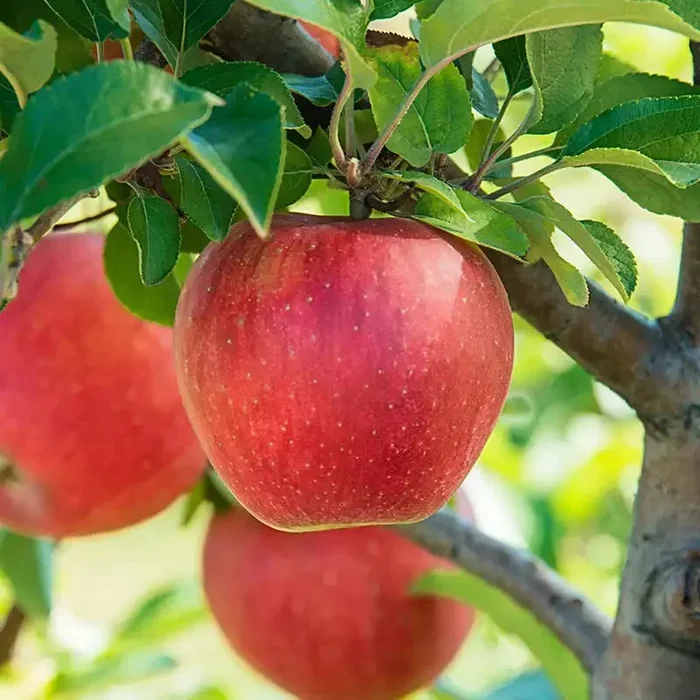 Baker’s Delight® Apple Tree