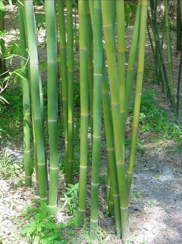 Bambusa textilis ‘Mutabilis’ –Emerald Graceful Clumping Bamboo–