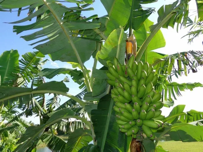 Banana ‘Goldfinger’ 8″ Pot