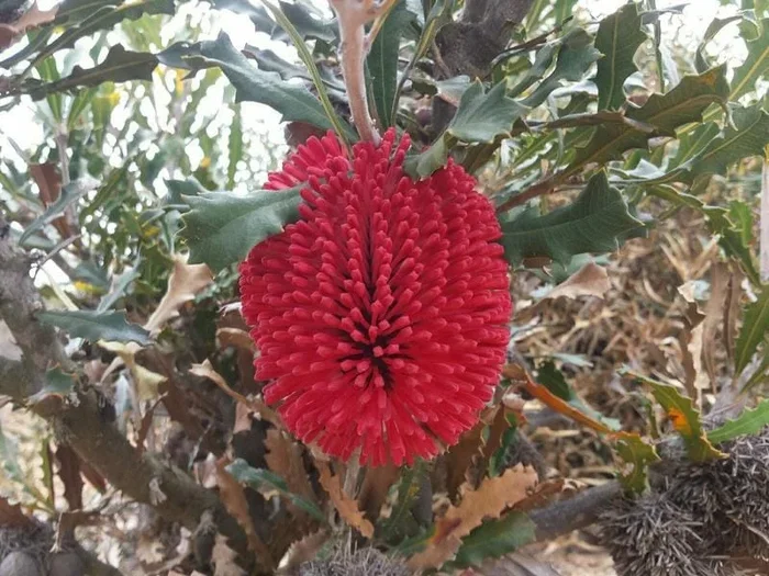 Banksia caleyi ‘Red Lantern’ 6″ Pot