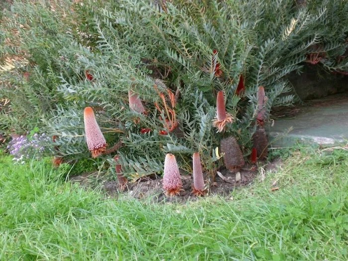 Banksia ‘Fern-like’