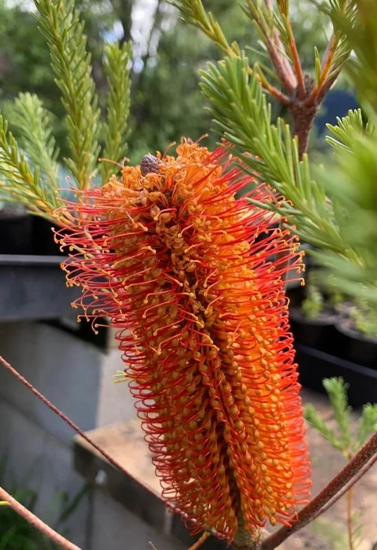 Banksia ‘Giant Candles’