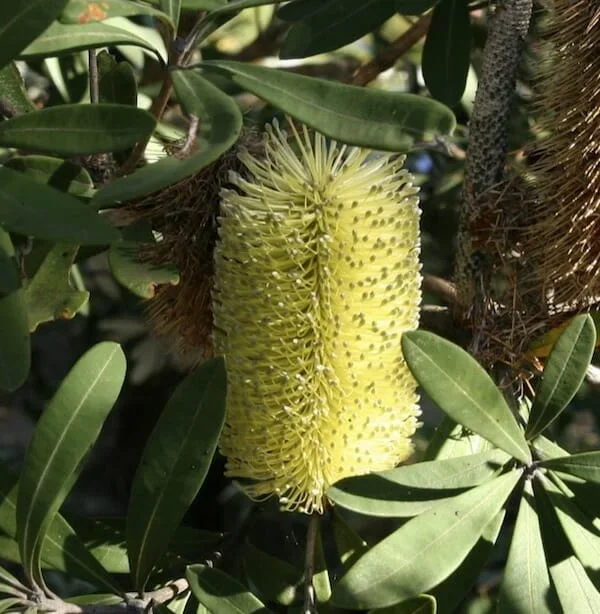 Banksia integrifolia ‘Sentinel™’