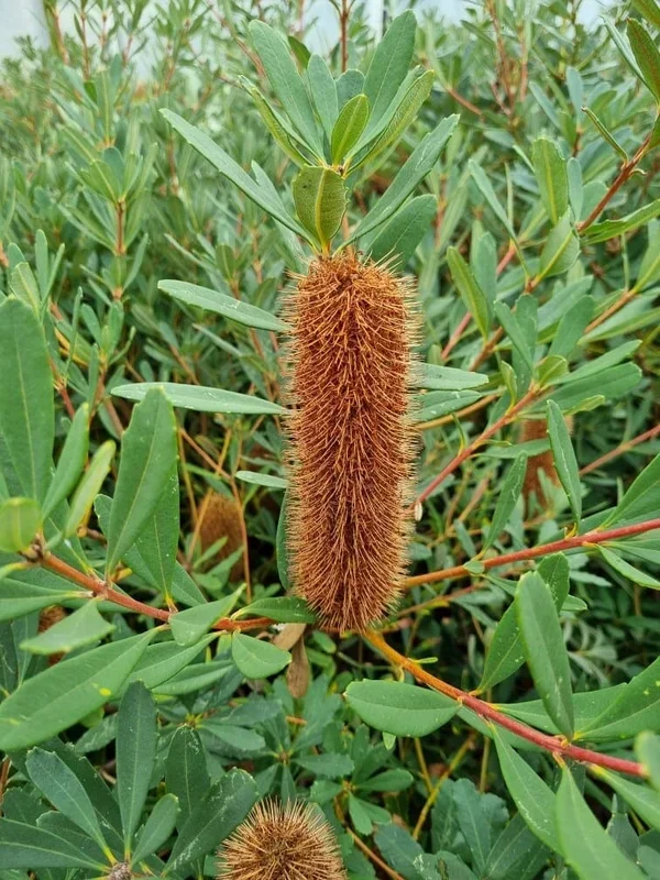 Banksia ‘Little Pal’