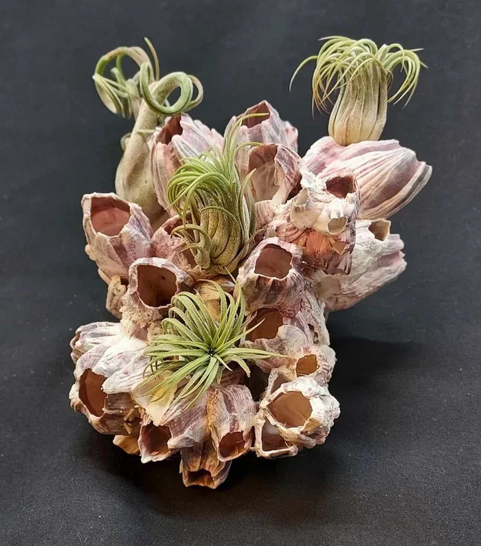 Barnacle Cluster
