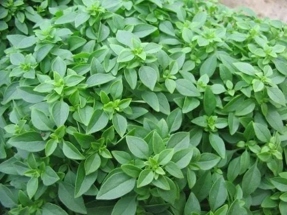 Basil ‘Greek’ 4″ Pot