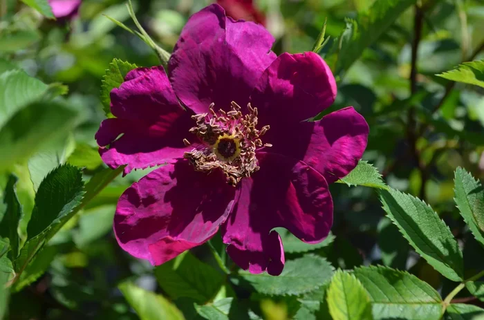 Basye’s Purple Rose