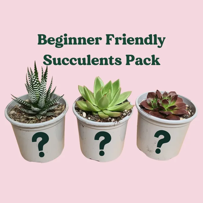 Beginner Friendly Succulents Pack (3 Assorted Succulents) – 100mm