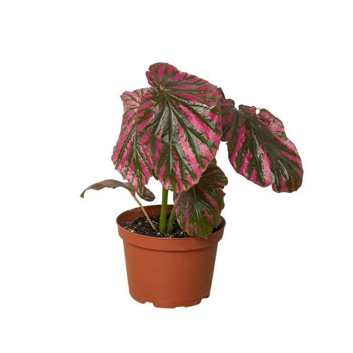 Begonia ‘Exotica’