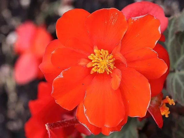 Begonia ‘Nonstop Mocca Mix’