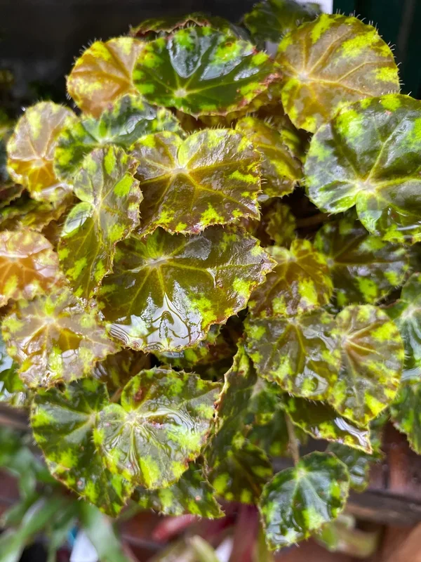 Begonia ‘Tiger Paws’
