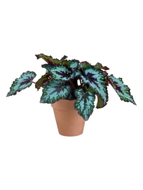 Begonia “Mint Chocolate Chip”