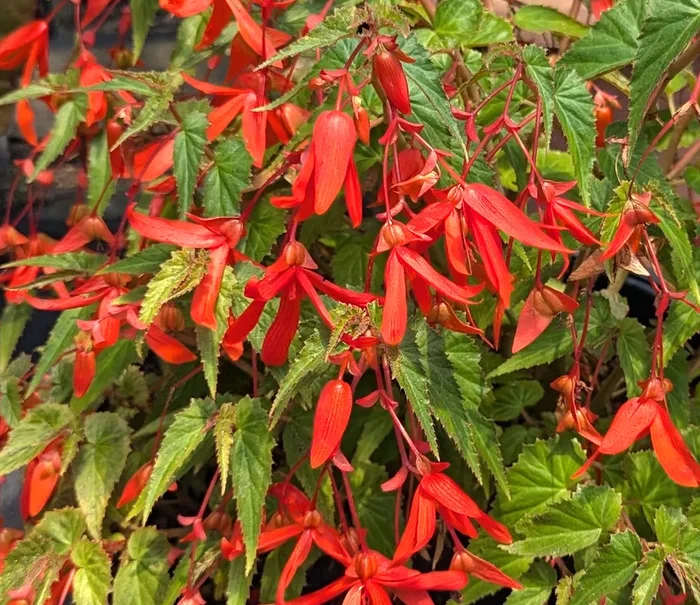 Begonia boliviensis ‘Santa Cruz’