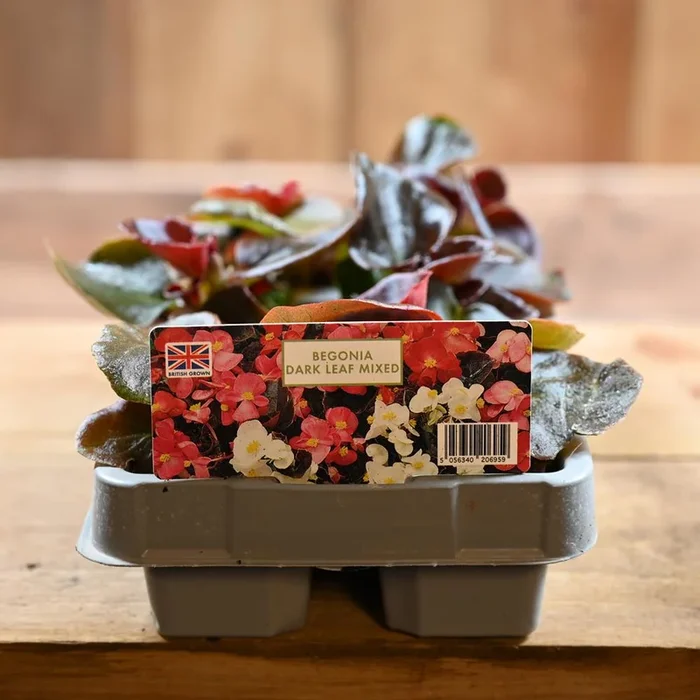 Begonia Dark Leaf Mixed 6 Pack