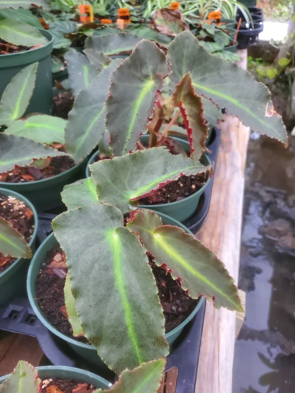 Begonia listada –Striped Begonia–