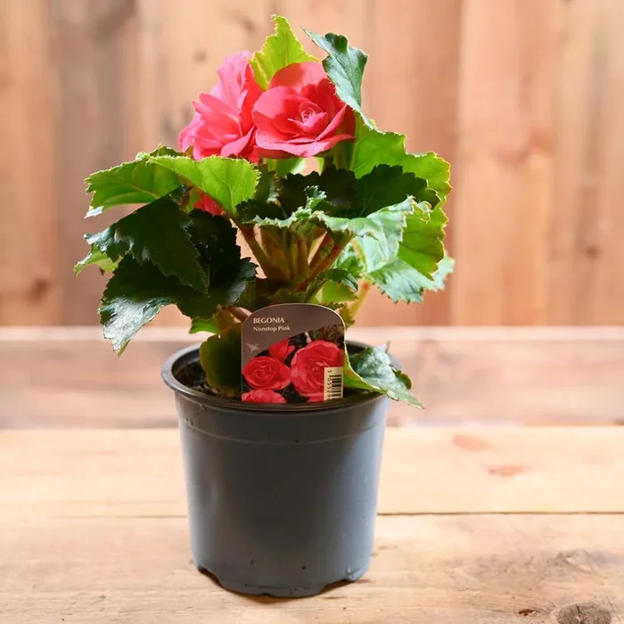 Begonia Non Stop 1L Pink