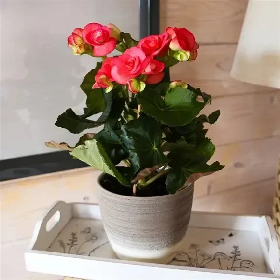 Begonia Pink Houseplant – 17cm Pot