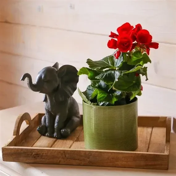 Begonia Red Houseplant – 14cm Pot