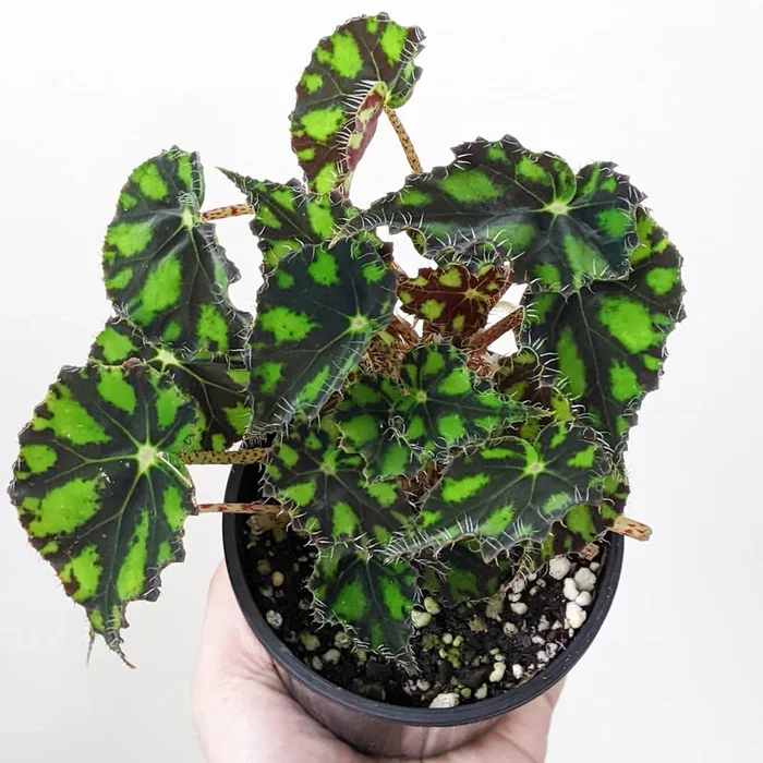 Begonia Rex Tiger Paws – 100mm