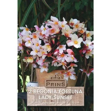 Begonia Special – Lady Sunset – Pack Of 2 Bulbs