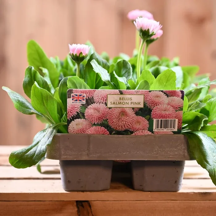 Bellis Salmon Pink 6 Pack