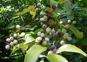 Berberis gracilis – Mexican Barberry