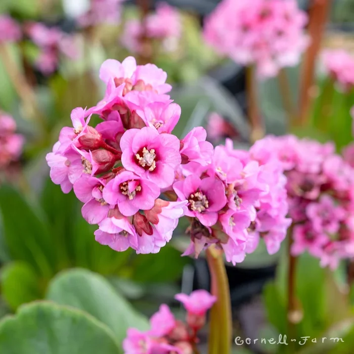 Bergenia Spring Fling Qrt