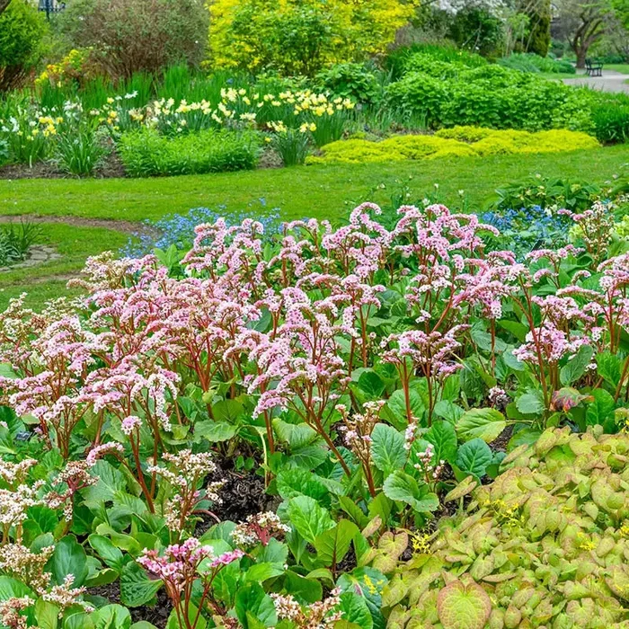Bergenia