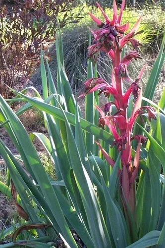 Beschorneria ‘Queretaro’