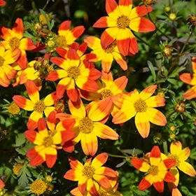 Bidens Beedance® ‘Painted Red’