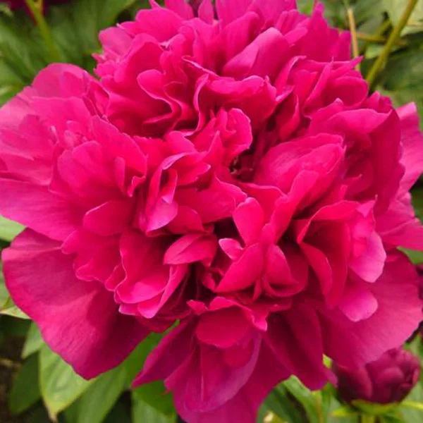 Big Ben – 3/5 Eye Peony